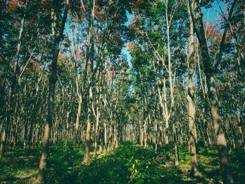 Trees growing in forest