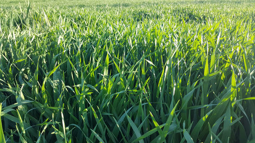 Full frame shot of wheat field