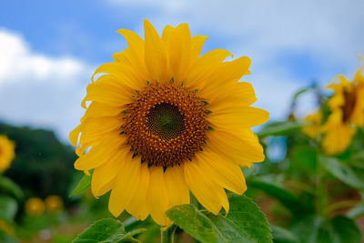 Close-up of sunflower blooming against sky