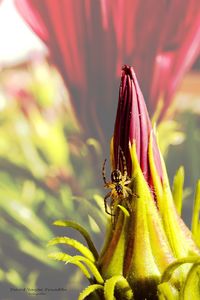 Close-up of insect on pink flower