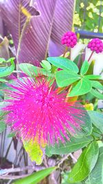 Close-up of butterfly on pink flower