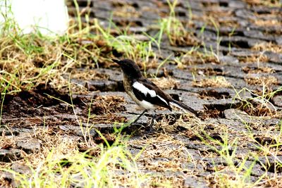 Bird on grassy field