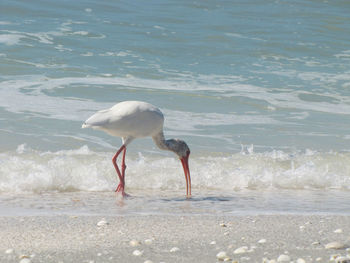View of bird on beach