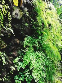 Close-up of plants