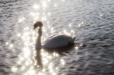 Close-up of swan swimming in lake