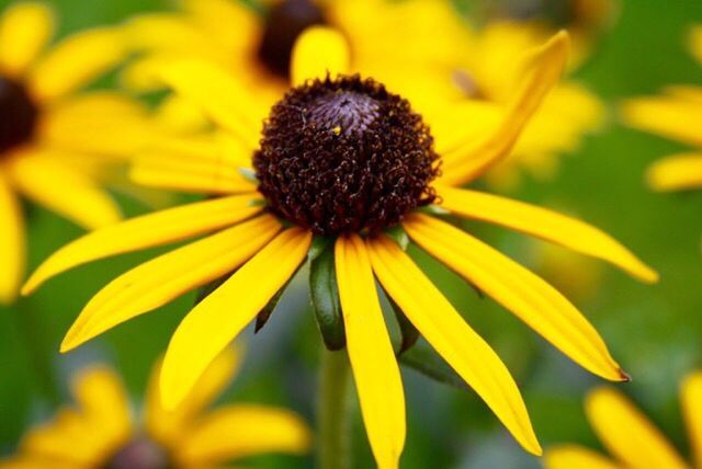 CLOSE-UP OF FRESH YELLOW FLOWER