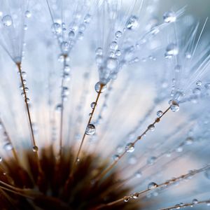 Close-up of wet plants during winter