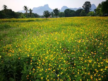 Scenic view of oilseed rape field