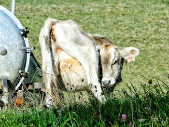 Sheep grazing on grassy field