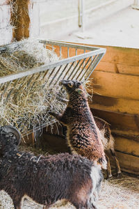 High angle view of a sheep eating