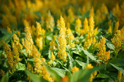 Close-up of yellow flowering plant on field