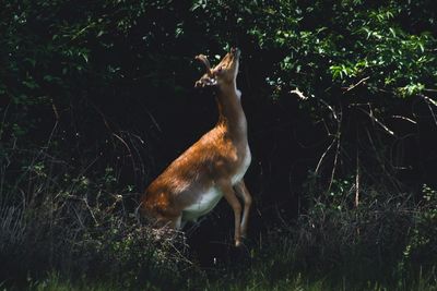 Horse standing in grass