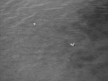 High angle view of ducks swimming in lake