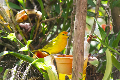 Bird perching on tree