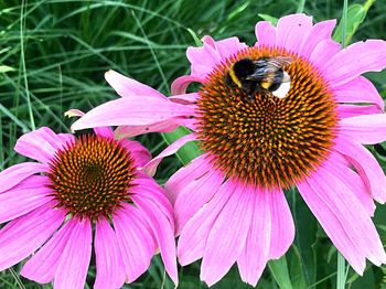 High angle view of honey bee on purple coneflower