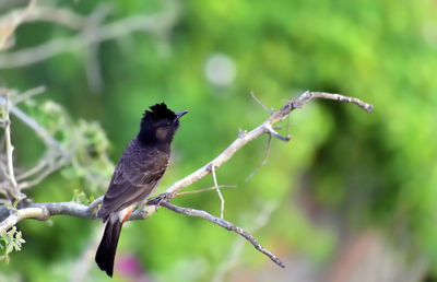 Close-up of bird perching on branch