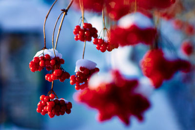 Close-up of red berries growing on tree