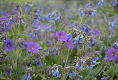 Close-up of purple flowering plants on field