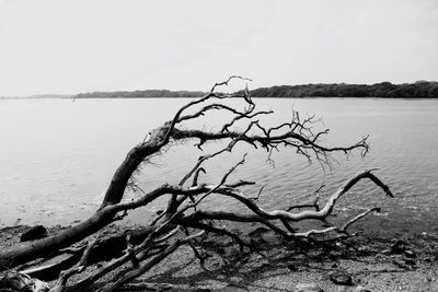 Bare trees against sky