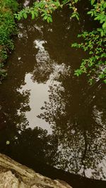 Reflection of trees in forest