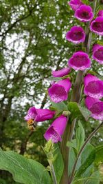 Close-up of pink flowers blooming outdoors