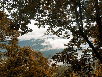 Low angle view of trees against sky during autumn