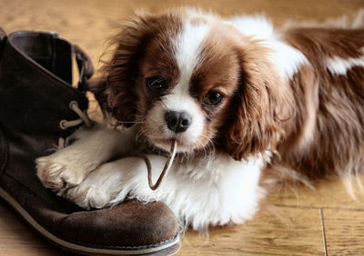 Close-up of puppy biting shoelace