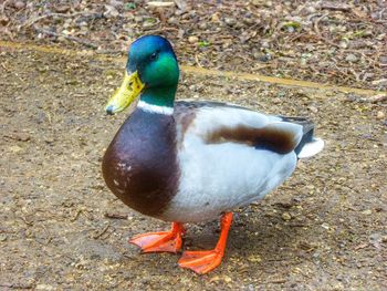 Close-up of bird