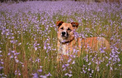 Portrait of a dog in field of flowers