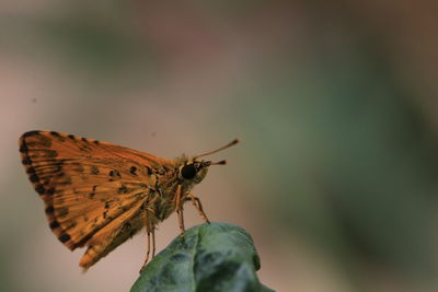 Close-up of butterfly