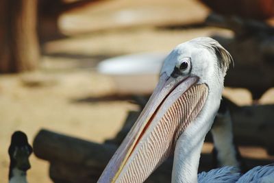 Close-up portrait of pelican