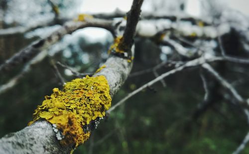 Close-up of yellow flower