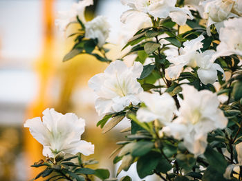 Close-up of white flowering plant