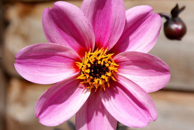 Close-up of pink flower