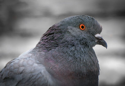 Close-up of bird