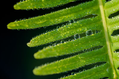 Close-up of green leaves