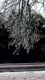 Close-up of tree against sky