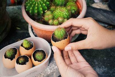 Midsection of person holding potted plant