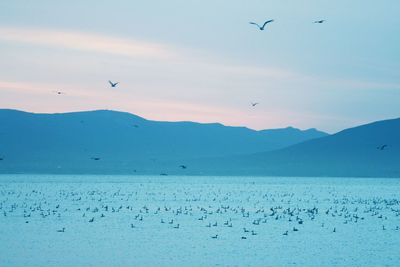 Flock of seagulls flying over sea