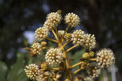 Close-up of white flowering plant