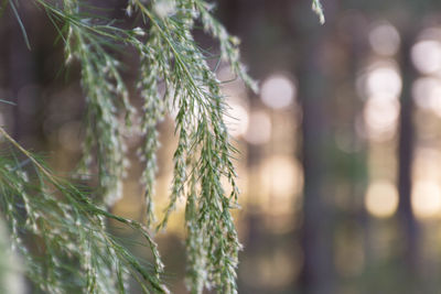 Close-up of fresh green plants