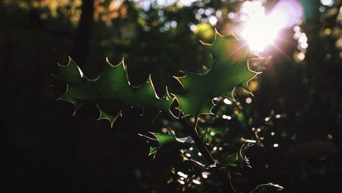 Sun shining through leaves