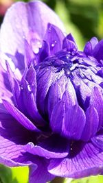 Close-up of purple flower