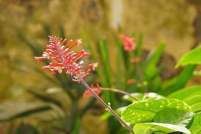 Close-up of red flowers