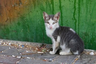 Portrait of cat sitting on sidewalk by wall