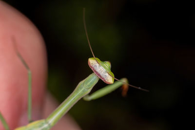 Close-up of insect on leaf