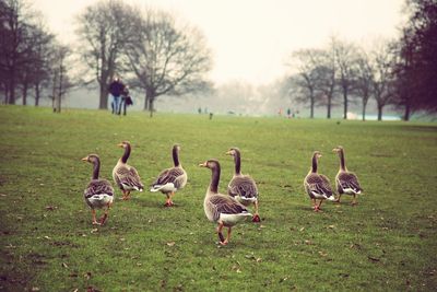 Flock of birds on field