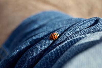 Close-up of an insect