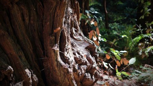 Close-up of tree trunk in forest