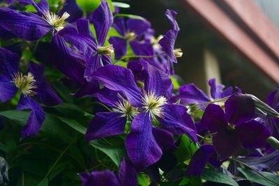 Close-up of purple flowers blooming outdoors